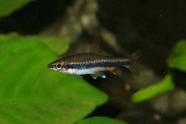 FH_ZA_2449(Nannostomus nitidus).jpg